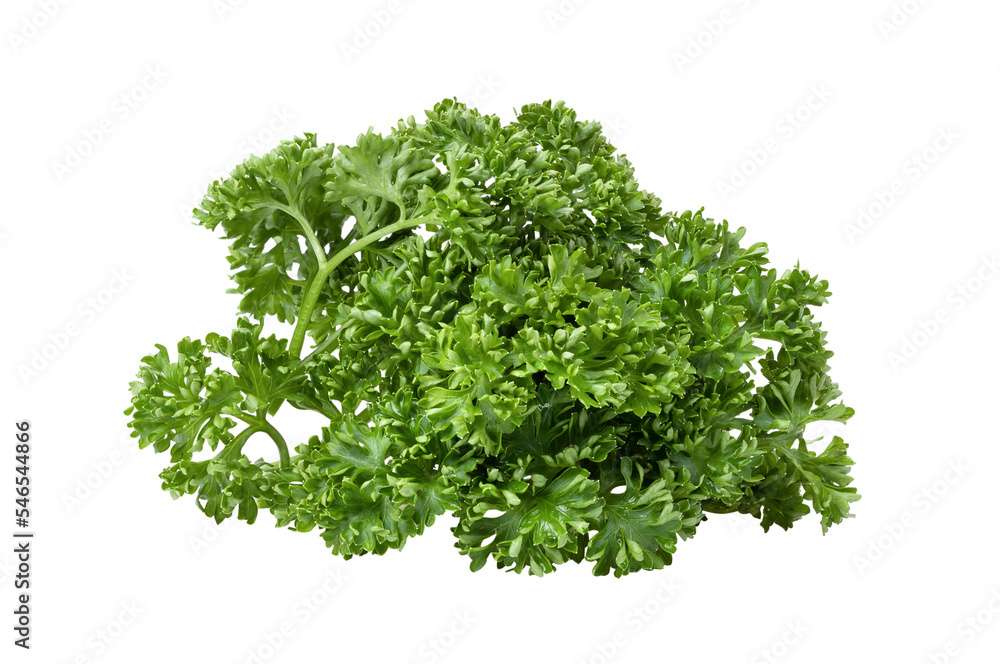 Fresh Parsley isolated on transparent png Fresh Parsley isolated on transparent png