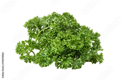 Fresh Parsley isolated on transparent png