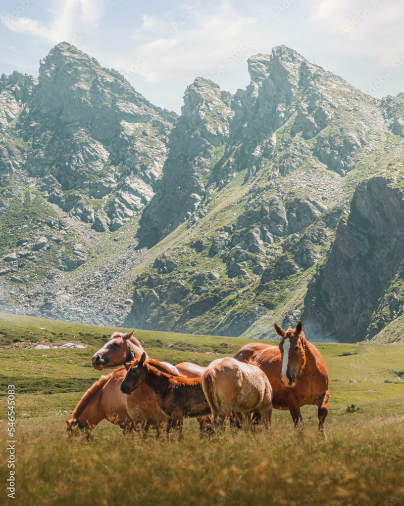 group of horses in a green meadow with mountains in the background