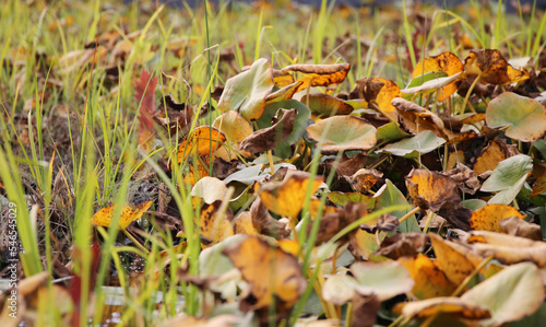 yellow autumn grass on the ground
