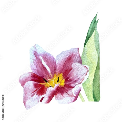 Tulip red flower bud a watercolor illustration photo