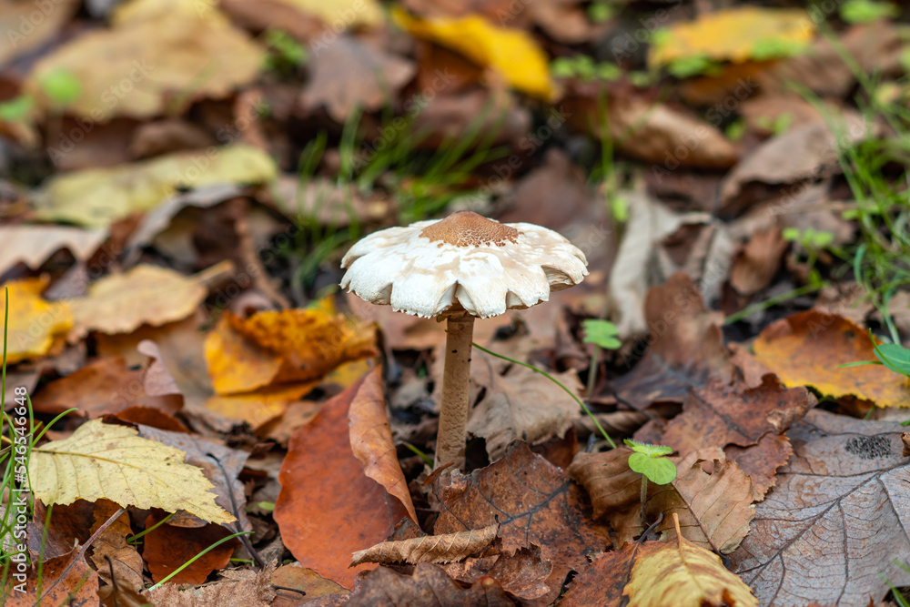 Macrolepiota procera mushrooms in the autumn forest Macrolepiota procera mushrooms in the autumn forest