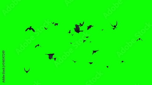 Black Birds as Crow or Raven- Large Flock Flying Around - 3D Animation Loop - Green Screen