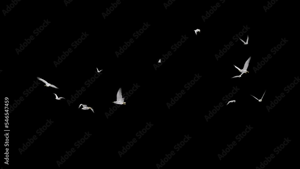 White Seagull Birds - Large Flock - Flying Around - Transparent Loop - 3D Animation with Alpha Channel