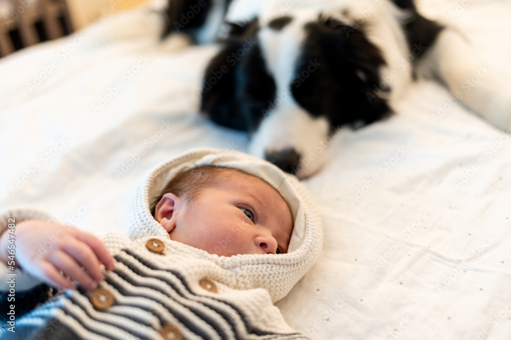 Newborn baby and watching dog behind Newborn baby and watching dog behind