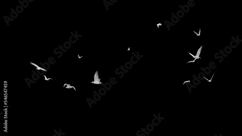 White Seagull Birds - Large Flock - Flying Around - Transparent Loop - 3D Animation with Alpha Channel