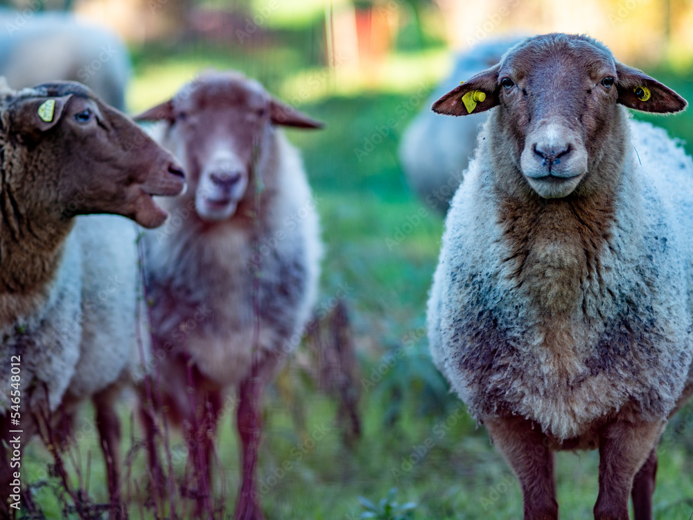 Fototapeta premium Kleine Herde Schafe grasen auf der Weide