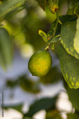 Cytryna na drzewie