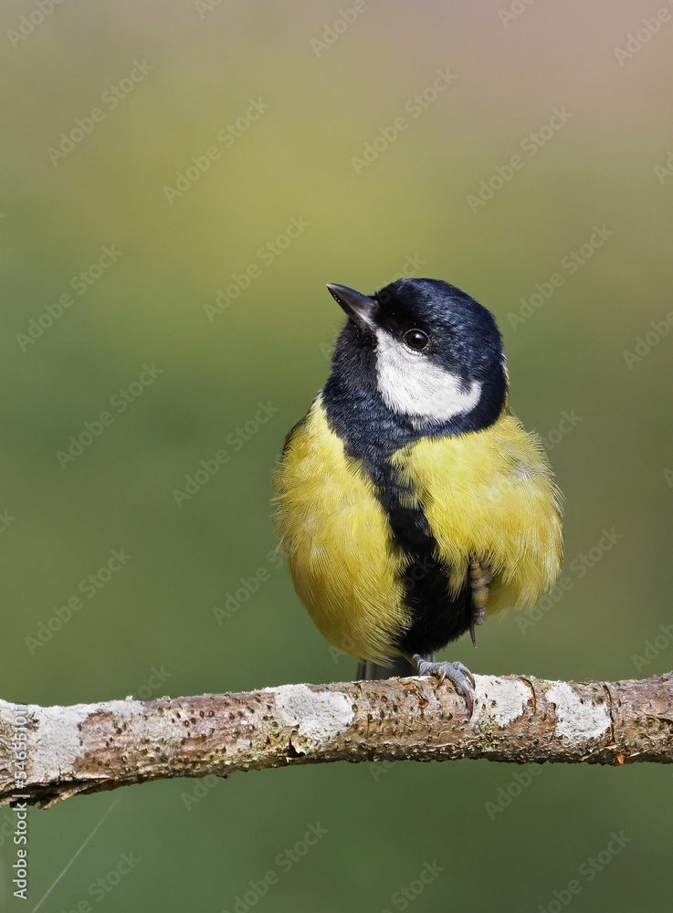 Fototapeta premium Vertical image of a cute eurasian great tit (Parus major) standing on a branch of a tree with a blurry green forest background. Small and colorful garden bird balancing on a single leg. Lugo, Spain.