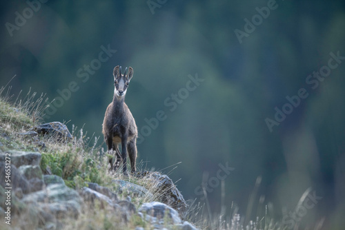 chamois in mountains