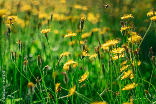 Fototapeta Naklejka Na Ścianę i Meble -  Close-up of a field of yellow dandelions in a summer forest. A large number of dandelions on the background of green grass. Wild flowers in the forest in summer. Beautiful wildflowers.