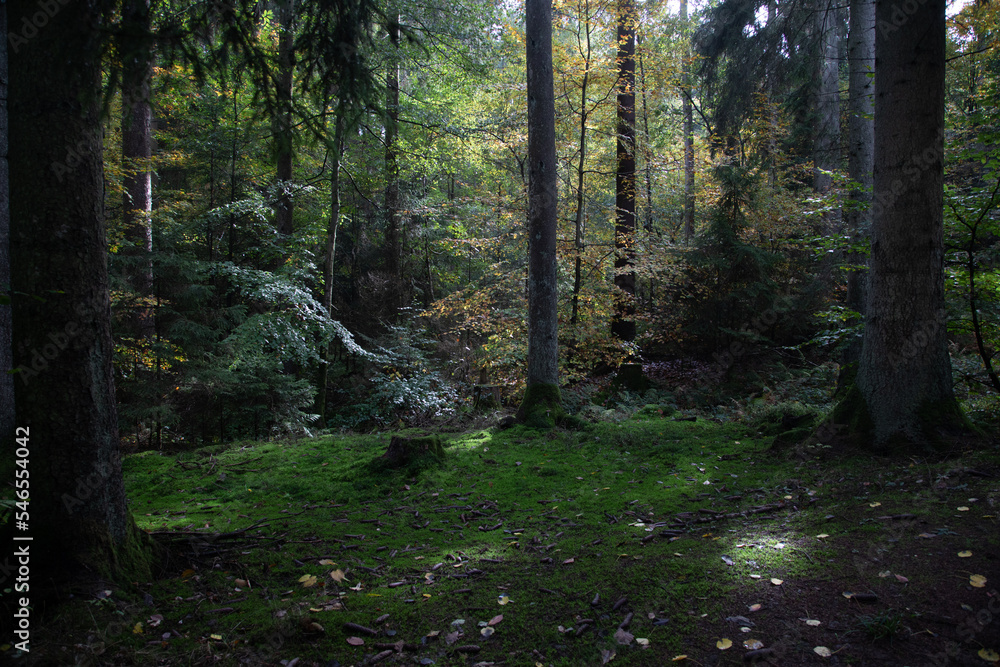 Obraz premium Beautiful Forest