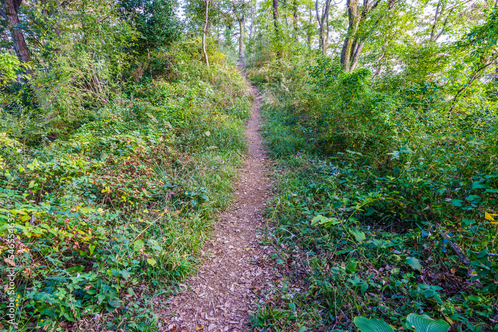 Obraz premium 森の中のハイキングトレイル