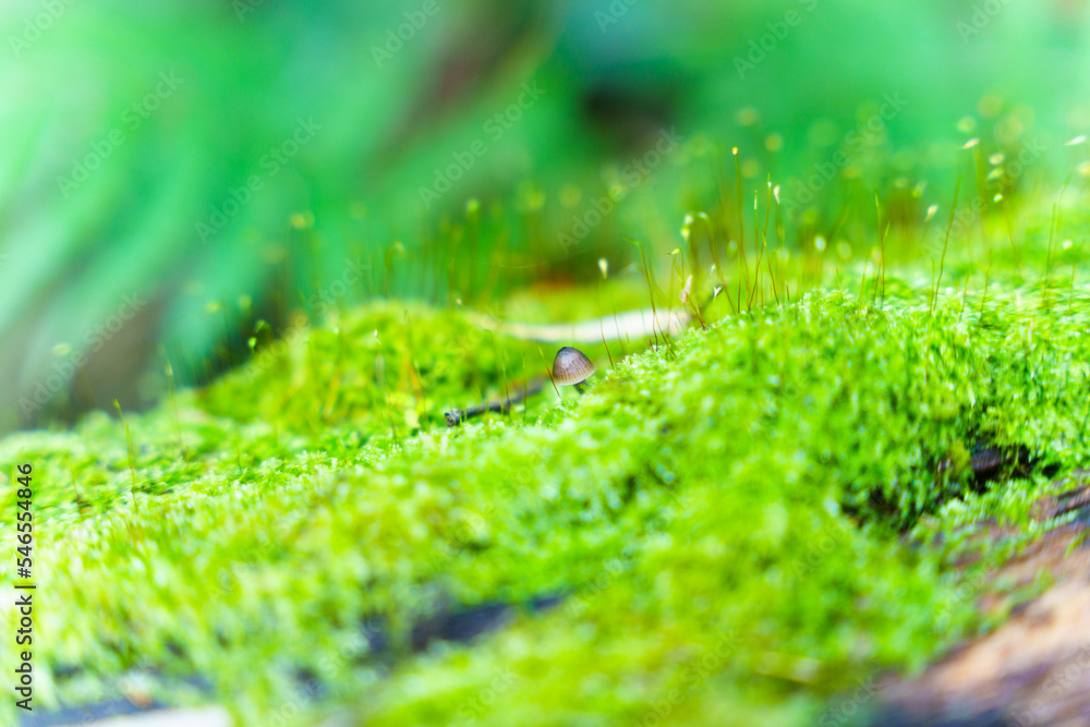 苔に生えるきのこ マクロの世界 苔に生えるきのこ マクロの世界