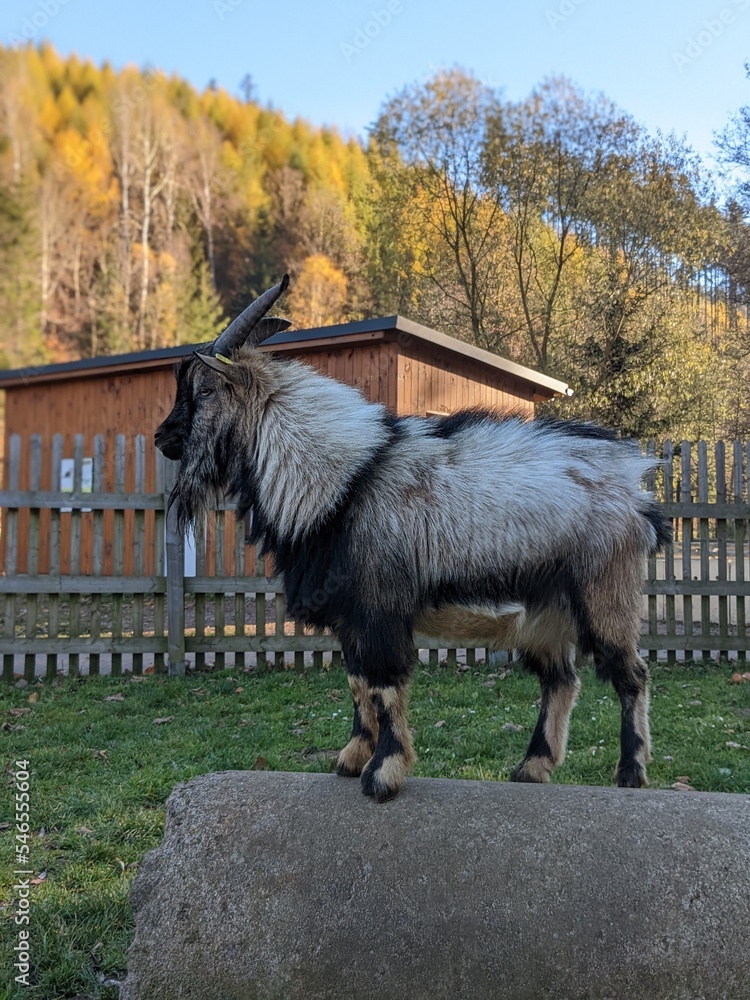 Obraz premium Mountain goat