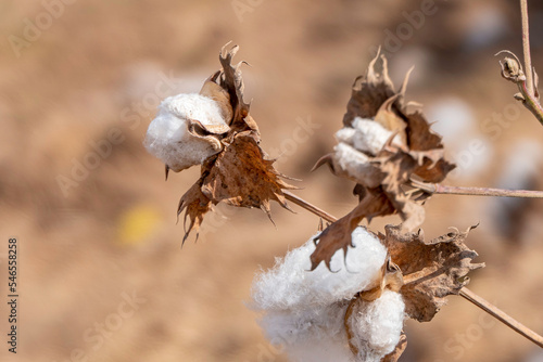 Harvesting. Close-up of ripe cotton bolls on branch and fluffy white cotton. Israel