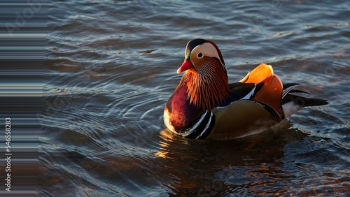 duck in the water