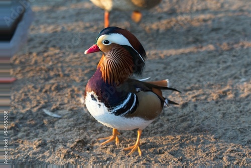 bird on the beach