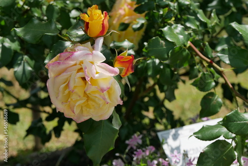 黄色とピンクの薔薇と葉