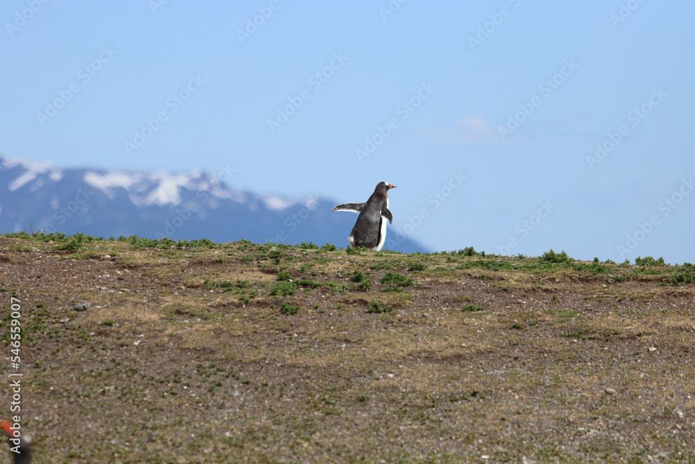 Obraz premium Penguins settle on an island to lay their eggs