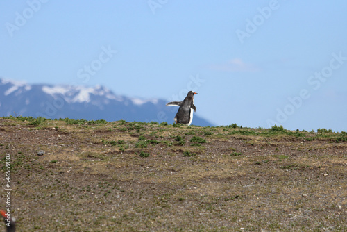 Wallpaper Mural Penguins settle on an island to lay their eggs Torontodigital.ca