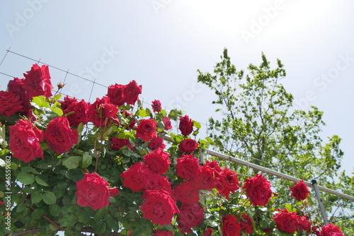 真っ赤な薔薇と葉と青空