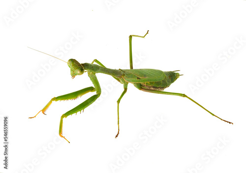 A Close-up Focus Stacked Image of a Pregnant Female Carolina Praying Mantis Isolated on White
