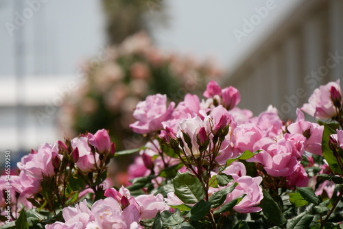 上を向くピンクの薔薇