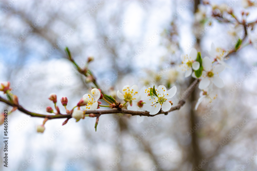 Branch with cherry blossoms Branch with cherry blossoms