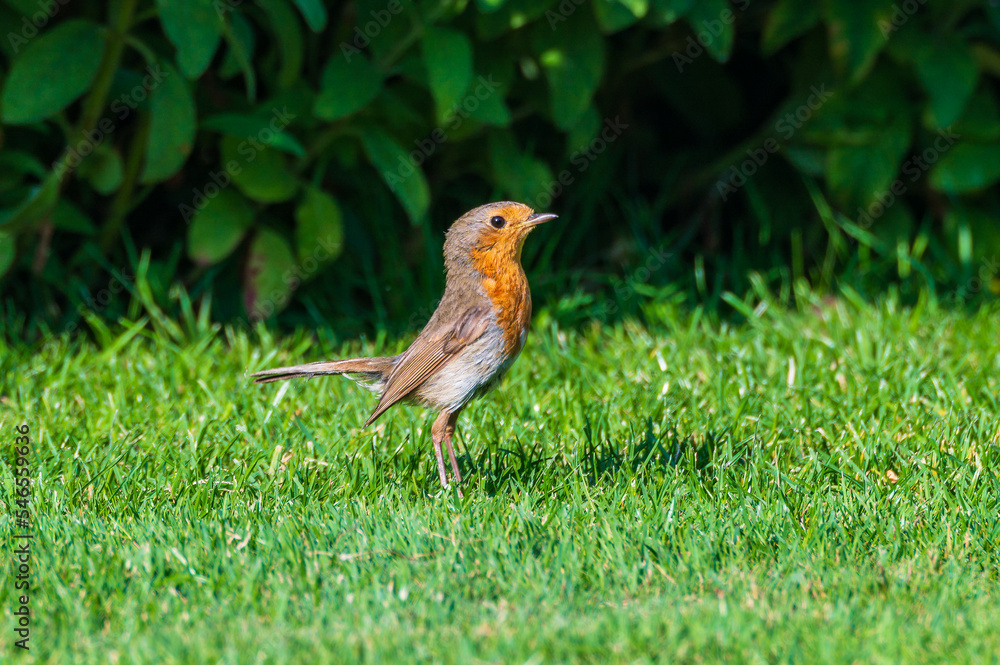Rotkehlchen (Erithacus rubecula) bei der Futtersuche im Garten