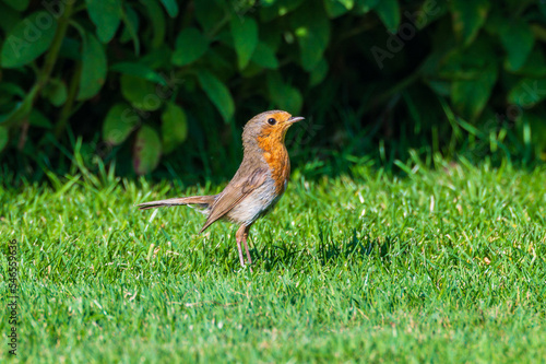 Obraz na płótnie Rotkehlchen (Erithacus rubecula) bei der Futtersuche im Garten w salonie