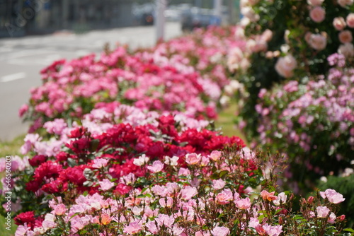 Wallpaper Mural 道路沿いに咲くピンクの薔薇 Torontodigital.ca