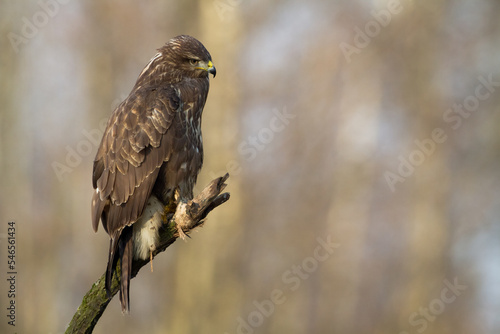 landing Common buzzard Buteo buteo in the fields in winter snow, buzzards in natural habitat, hawk bird on the ground, predatory bird close up winter bird