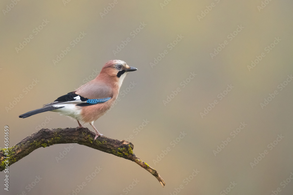 Fototapeta premium Bird Eurasian Jay Garrulus glandarius sitting on the branch Poland, Europe