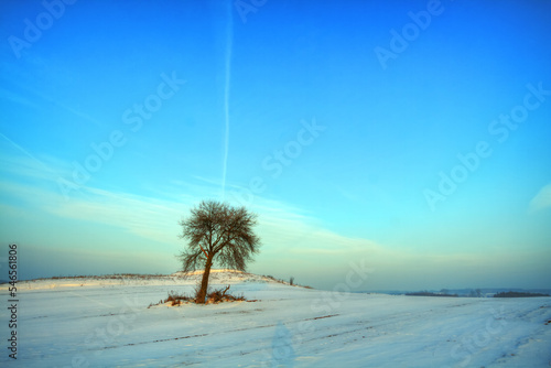 silhouette of lonely tree on the hill in Poland  Europe on sunny day in winter  amazing clouds in blue sky