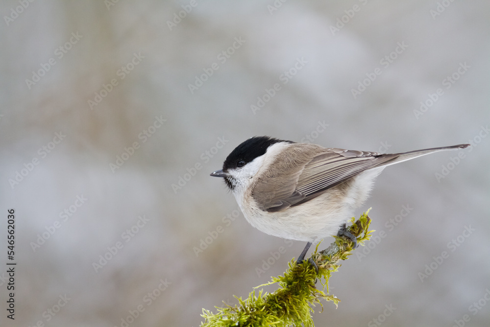 Obraz premium Bird - Marsh tit Poecile palustris perched on branch, winter time Poland Europe