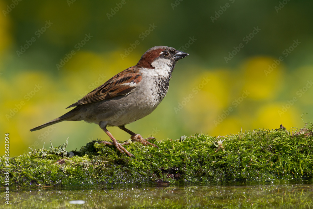 Bird - House sparrow Passer domesticus sitting on the branch Bird - House sparrow Passer domesticus sitting on the branch