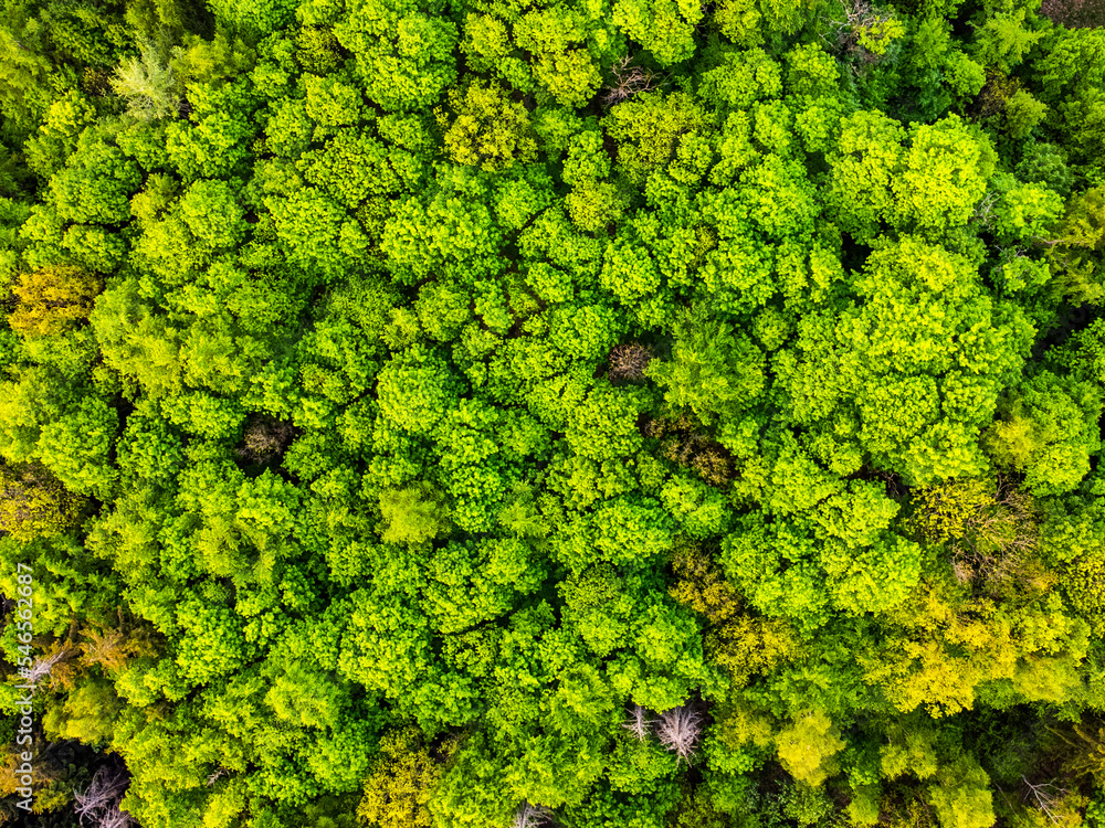 Forest of lush green deciduous trees. Aerial view from drone.