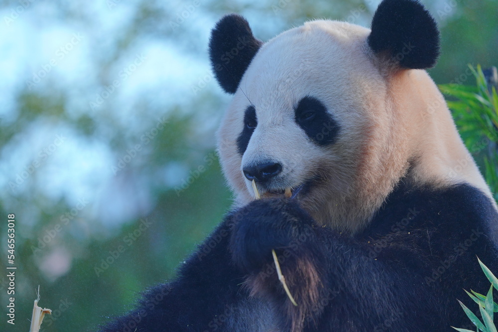 Obraz premium ジャイアントパンダ