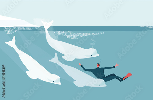 A happy diver is swimming alongside a family of white belugas photo