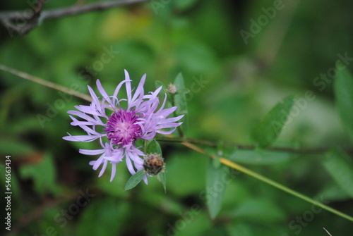 Brown knapweed