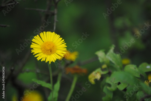 yellow Pulicaria dysenterica flower
