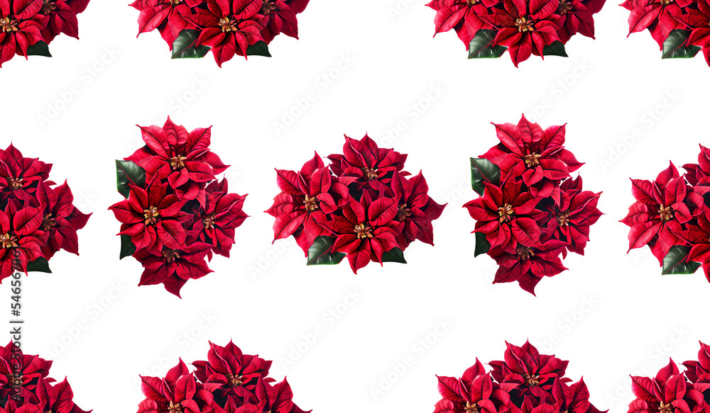 Christmas flower pattern isolated illustration pattern background.nature fabric flower textile banner background.decoration floral poinsettia red flower.holiday pattern texture.decorative gift wrap. Christmas flower pattern isolated illustration pattern background.nature fabric flower textile banner background.decoration floral poinsettia red flower.holiday pattern texture.decorative gift wrap.