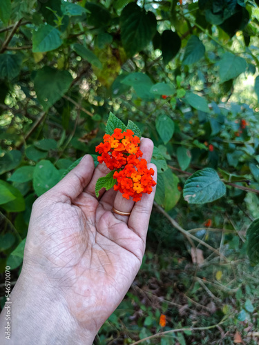 Stock photo of girl hand holding beautiful orange red color west Indian lantana flower, green plants and leaves on background. Picture captured under bright light at Paleshwar waterfall, malkapur. photo