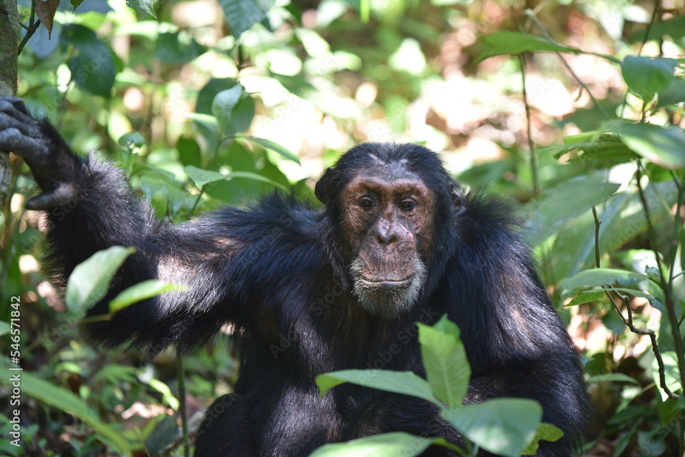 chimpanzee in Mahale National Park Tanzania chimpanzee in Mahale National Park Tanzania