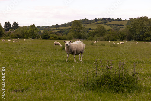 Lacock - May 29 2022: Sheep in the countryside in the old rural town of Lacock, England.