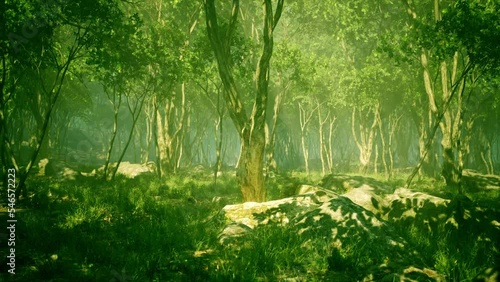 wilderness landscape forest with trees and moss on rocks