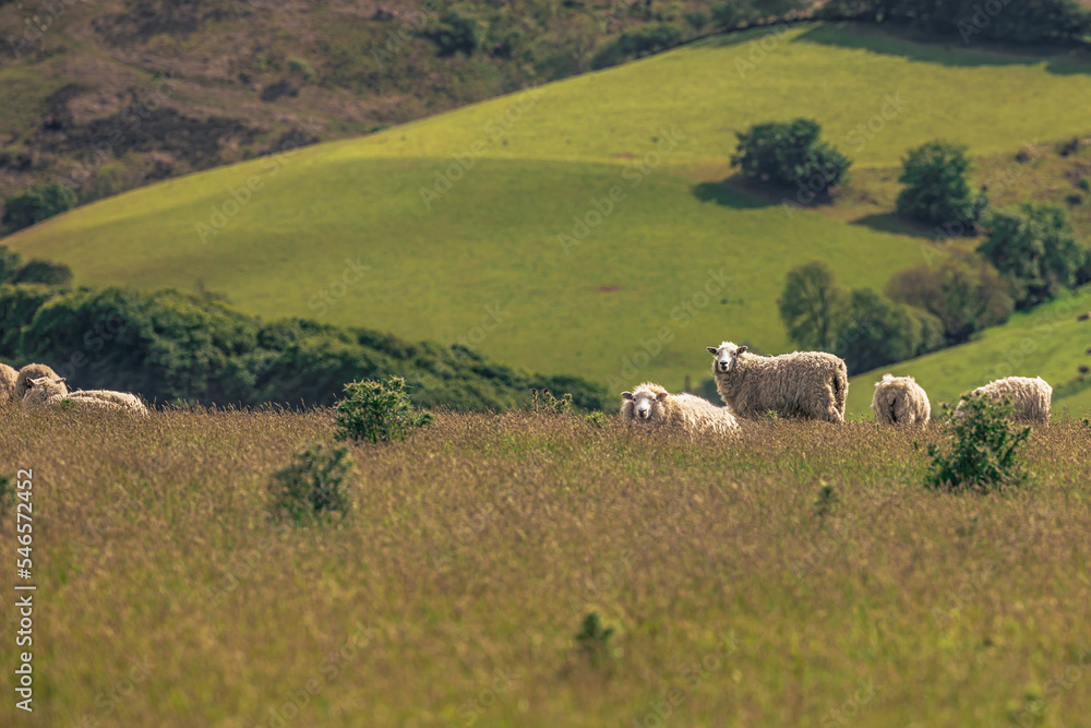 Cornwall - May 30 2022: Sheep in the the fields of Cornwall, England.