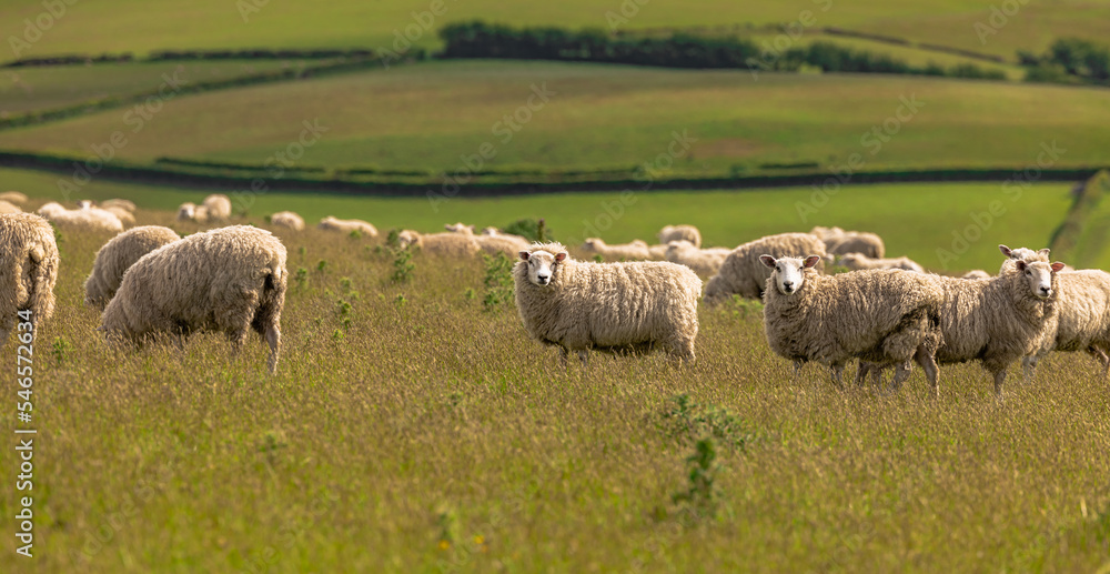 Cornwall - May 30 2022: Sheep in the the fields of Cornwall, England.