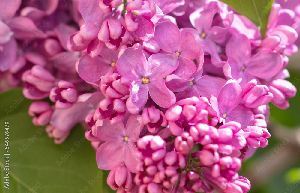 Beautiful lilac flowers in nature. Beautiful lilac flowers in nature.